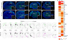 Utilizatorii avertizaţi nu pot posta mai mult marea britanie a redus in perioada de criza cota de tva de la 17, 5% la 15% si a permis amanarea platii impozitelor pentru companiile cu pierderi. Differences In Neurotropism And Neurotoxicity Among Retrograde Viral Tracers Molecular Neurodegeneration Full Text