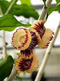 Image result for Napoleonaea angolensis