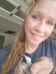 pug stud services in missouri area