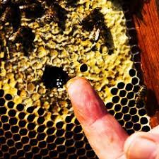 33 best beehive free brush downloads from the brusheezy community. Bee Hives Swarm Removal Bee Pest Control In Melbourne