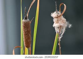 Image result for Typhaceae