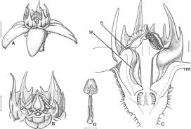 Image result for Apocynaceae subfamilies Asclepiadoideae and Secamonoideae