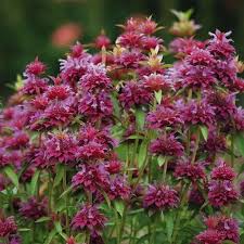 Bergamo Bee Balm Flowers Perennials Bee Balm Flower Seeds