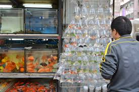 Maybe you would like to learn more about one of these? Suitcase And World Markets Of Hong Kong Fish Flowers And Birds