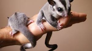 Bersihkan daging ayam lalu potong sebesar ibu jari. 10 Cara Membuat Sugar Glider Nafsu Makan Lahap Arenahewan Com