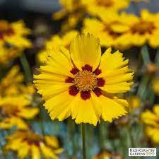 Coreopsis Tequila Sunrise Is A Robust Long Blooming Hybrid Tickseed With Bright Golden Yellow Petals With A Reddish Center And Varieg Fantasy Tegninger Fantasy