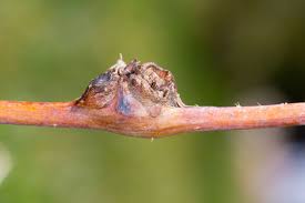 Image result for rez rzivost ostru%u017Einy