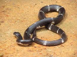 Mann tötet ehefrau bei zweitem versuch mit giftschlange. Giftschlange Nr 1 Auf Sri Lange Tot Tritt 2 Stunden Nach Biss Ein Bild Von Snake Farm Matara Tripadvisor