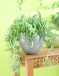 It thrives in bright light, but tolerates low light. Spider Plant Bonnie Chlorophytum Comosum Bonnie Plants Flowers 99roots Com