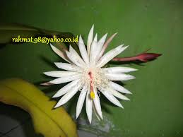 Bunga wijaya kusuma dikenal sebagai sang ratu malam. Di Balik Cerita Misteriusnya Bunga Wijaya Kusuma Sang Midnight Lady Rindutanahbasah