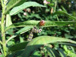 It Takes A Village A Milkweed Village Beyondbones Milkweed Butterfly Habitat Monarch Caterpillar