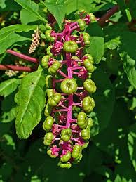 Image result for Phytolacca