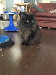We associate them with proud, serious creatures, smart and equal to us. What Breed Is My Cat Black Long Hair Skittles Thecatsite