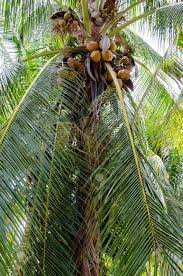But the coconut is technically a fruit that has an outer fleshy part with a hard shell containing the seed this type of fruit is known as a drupe. Red Very Tall Coconut Tree And Many Fruit Stock Photo Picture And Royalty Free Image Image 78154957