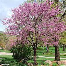 The eastern redbud is a large shrub or small tree that will grow to around 20 feet tall and as much across. American Redbud Tree On The Tree Guide At Arborday Org
