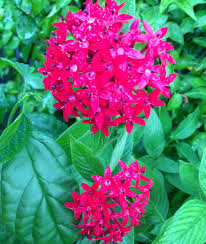 Image result for Pentarrhinum