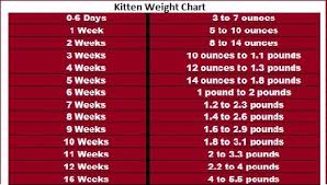 paradigmatic kitten age progression cat weight loss chart