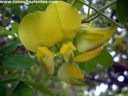 Image result for Crotalaria podocarpa