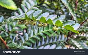 Image result for Phyllanthus beillei