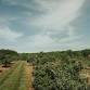 Taste & Tour the Orchard