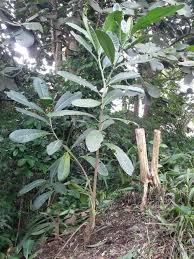 Image result for Voacanga thouarsii