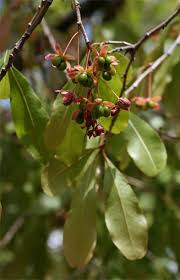 Image result for Ochna richardsiae