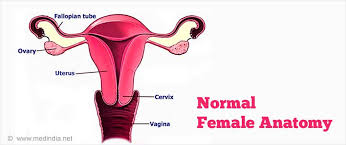 Intersex is considered a medical identification. Xy Females Women Or Men Intersex True Picture