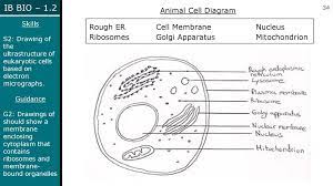 Extracellular component that is not an organelle, bowever, gives support and prevents bursting of the cell. Topic 1 2 Cell Ultrastructures Ppt Download