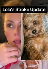 Nash The Yorkie Died