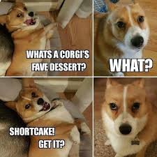 20 Corgi Memes To Make You Wonder What Did We Do To Deserve Them Funnymemes Corgi Memes Funny Dog Memes Corgi Funny