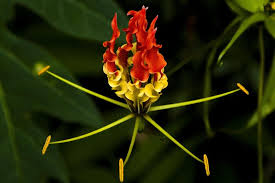 Flowers are also considered to be the most beautiful gift of nature and the botanists used to say that nature laughs in flowers. English News Politika Ekspres