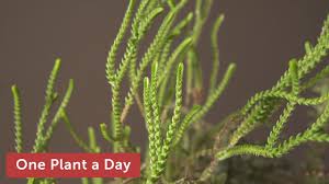Giant watch chain succulent plant. Crassula Muscosa Watch Chain Crassula Houseplant Care 340 Of 365 Youtube