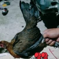 Jual Ayam Hutan Merah Sumatra Betina Jakarta Barat Fikri Happy Shop Tokopedia