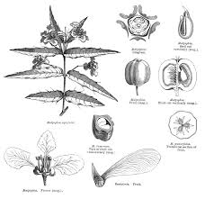Image result for Sphedamnocarpus