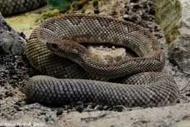 Crotalus unicolor is a venomous pitviper species found only on the caribbean island of aruba, off the coast of venezuela. Image Crotalus Durissus Unicolor Aruba Island Rattlesnake Biolib Cz