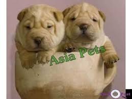 Shar pei puppies for sale are sold on a limited basis. Shar Pei Puppies Price In Goa Shar Pei Puppies For Sale In Goa