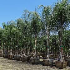 Thriving in zones 10b and 11, the popular florida palm will only grow in the southern areas of the state. Queen Palm Care Guide Care Guides Moon Valley Nurseries