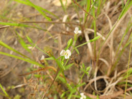 Image result for Canscora alata