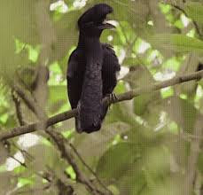 22 weird birds that i want to be when i grow up weird birds birds bird gif