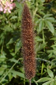 Image result for Cenchrus geniculatus