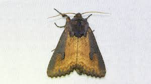 Image result for Micractis bojeri