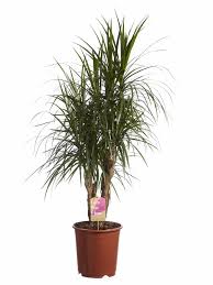 Livistona rotundifolia is a species in the genus livistona which contains between 36 and 39 species and belongs to the family of the arecaceae (palm family). Dracaena Marginata Florastore