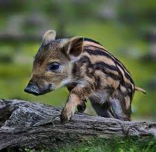 16ccc4aa5e99cf0b84e83e55c1c0fe65 Jpg 633 614 Cute Animals Interesting Animals Animals