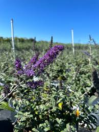 Image result for Buddleja pulchella