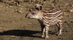 Image result for tapir