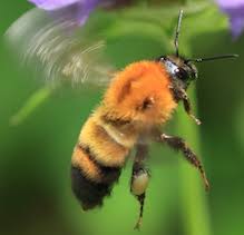 Image result for Bombus consobrinus
