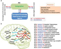 The Angular Gyrus - Mohamed L. Seghier, 2013