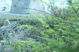 Image result for Pteris buchananii