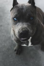 Black And White Pitbull Puppy With Blue Eyes We Are Vanity Pitbull Terrier Pitbulls Dogs