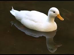 Gambar di atas adalah gambar mewarnai bebek angsa. Lucunya Bebek Berenang Di Kolam Ikan Youtube